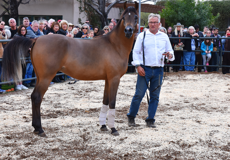 2017 Arabhorse Farm Tour Photos