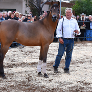 2017 Arabhorse Farm Tour Photos