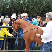 2017 Arabhorse Farm Tour Photos