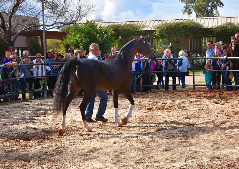 2017 Arabhorse Farm Tour Photos