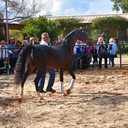 2017 Arabhorse Farm Tour Photos