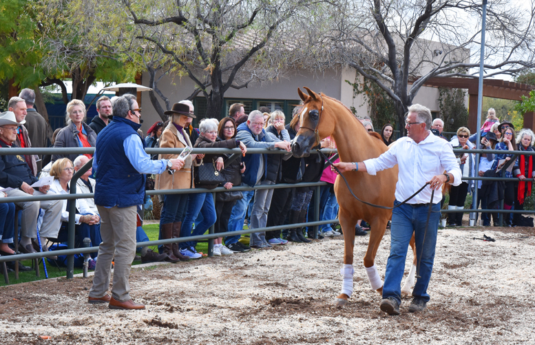 2017 Arabhorse Farm Tour Photos