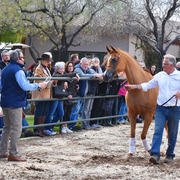 2017 Arabhorse Farm Tour Photos
