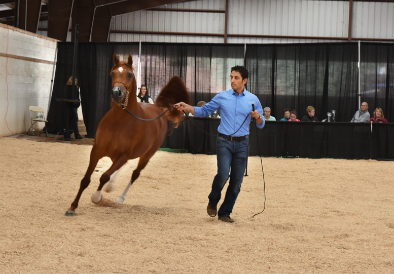 2017 Arabhorse Farm Tour Photos