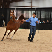 2017 Arabhorse Farm Tour Photos