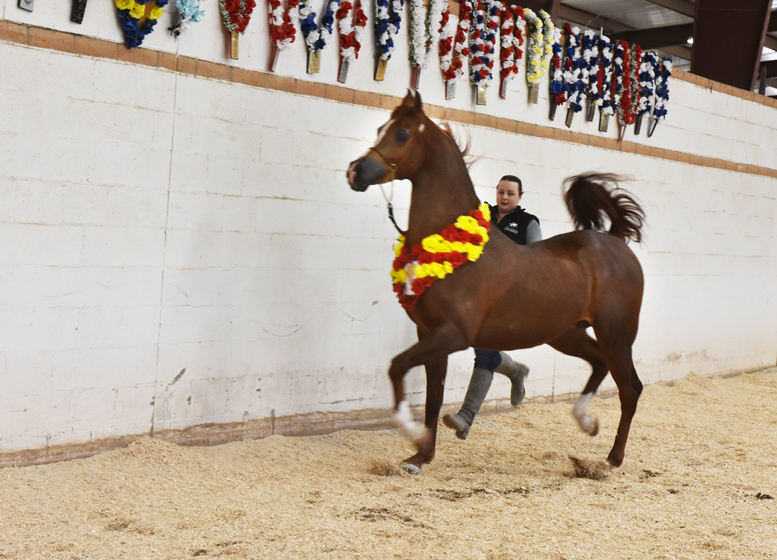 2017 Arabhorse Farm Tour Photos