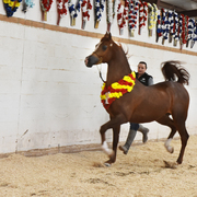 2017 Arabhorse Farm Tour Photos