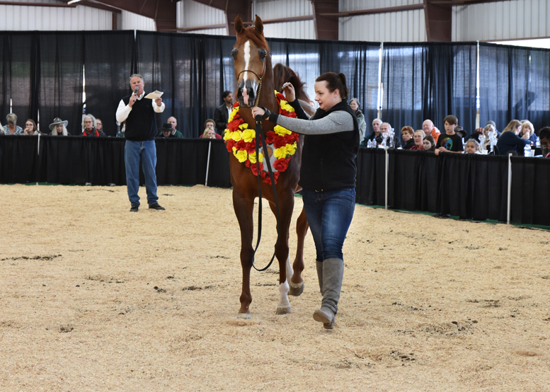 2017 Arabhorse Farm Tour Photos