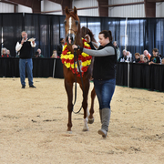 2017 Arabhorse Farm Tour Photos