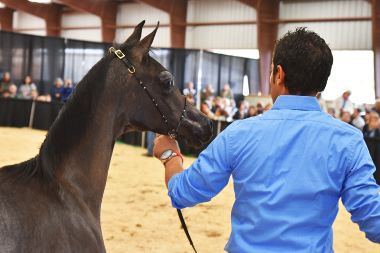 2017 Arabhorse Farm Tour Photos