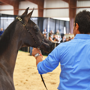 2017 Arabhorse Farm Tour Photos