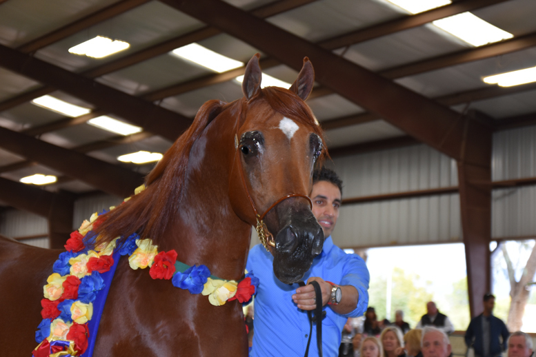 2017 Arabhorse Farm Tour Photos