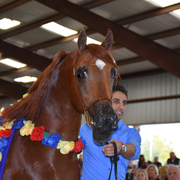 2017 Arabhorse Farm Tour Photos