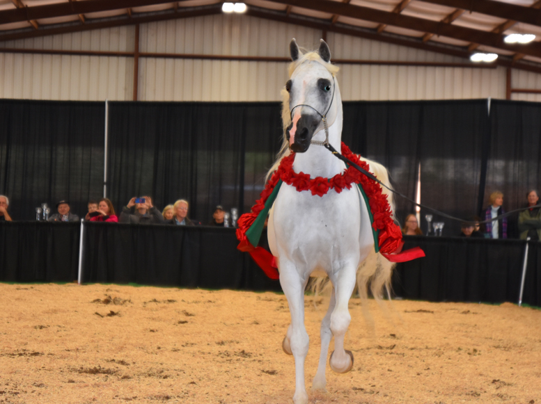 2017 Arabhorse Farm Tour Photos