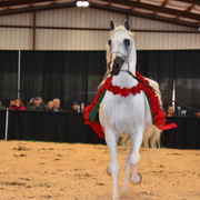 2017 Arabhorse Farm Tour Photos