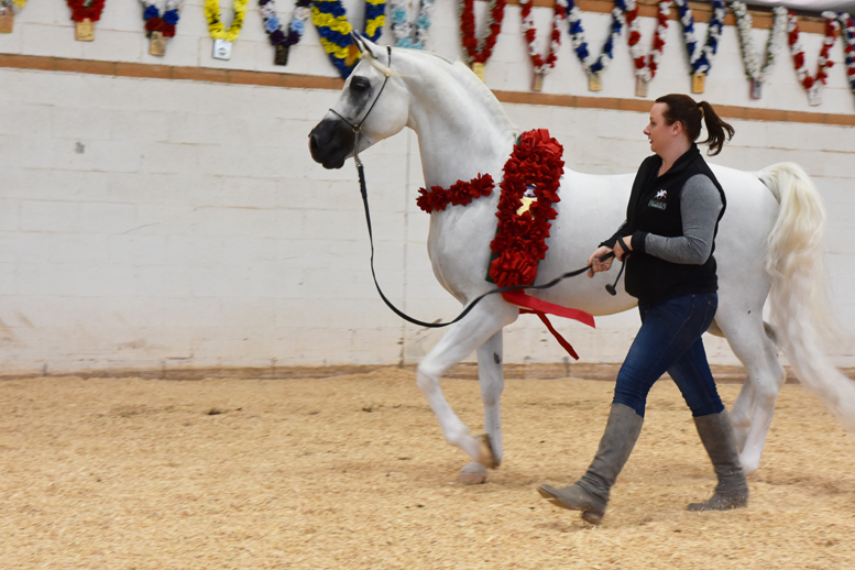 2017 Arabhorse Farm Tour Photos