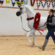 2017 Arabhorse Farm Tour Photos