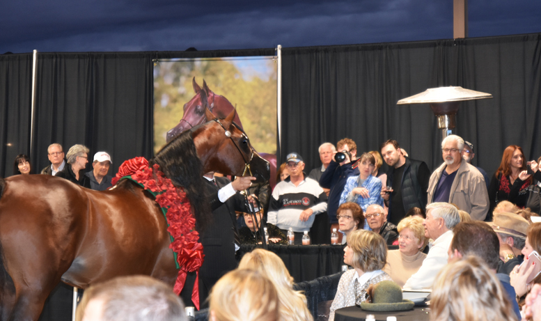 2017 Arabhorse Farm Tour Photos