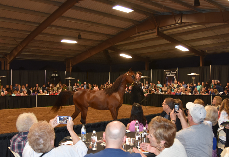 2017 Arabhorse Farm Tour Photos