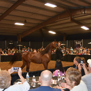 2017 Arabhorse Farm Tour Photos
