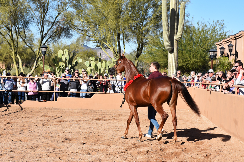 2017 Arabhorse Farm Tour Photos