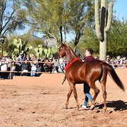 2017 Arabhorse Farm Tour Photos