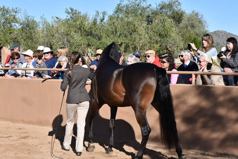 2017 Arabhorse Farm Tour Photos