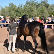 2017 Arabhorse Farm Tour Photos