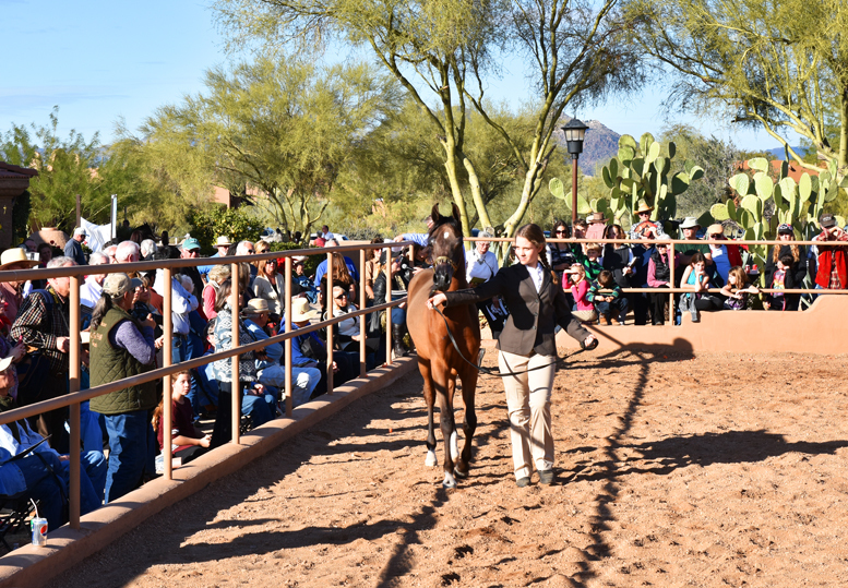 2017 Arabhorse Farm Tour Photos