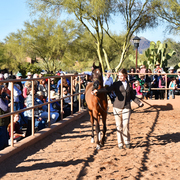 2017 Arabhorse Farm Tour Photos