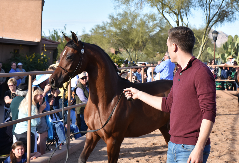 2017 Arabhorse Farm Tour Photos