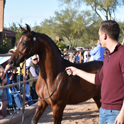2017 Arabhorse Farm Tour Photos