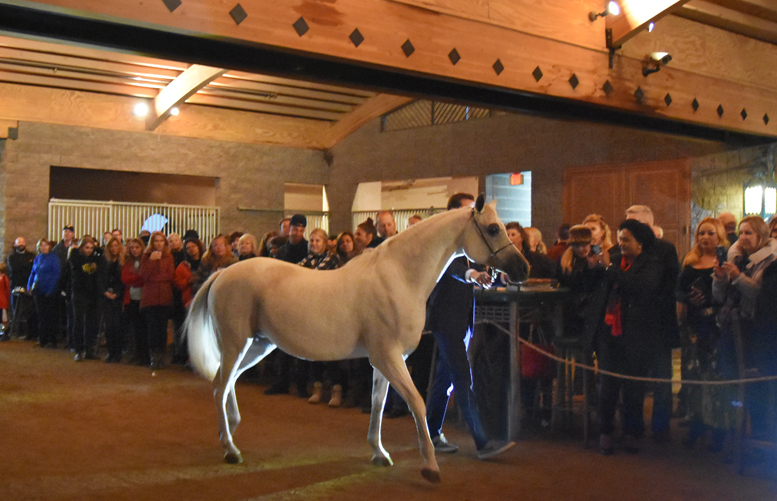 2017 Arabhorse Farm Tour Photos