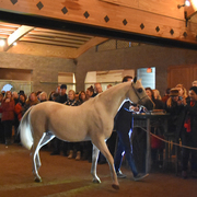 2017 Arabhorse Farm Tour Photos