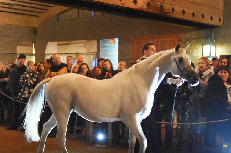 2017 Arabhorse Farm Tour Photos