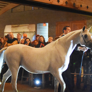 2017 Arabhorse Farm Tour Photos