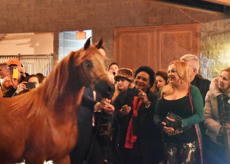 2017 Arabhorse Farm Tour Photos