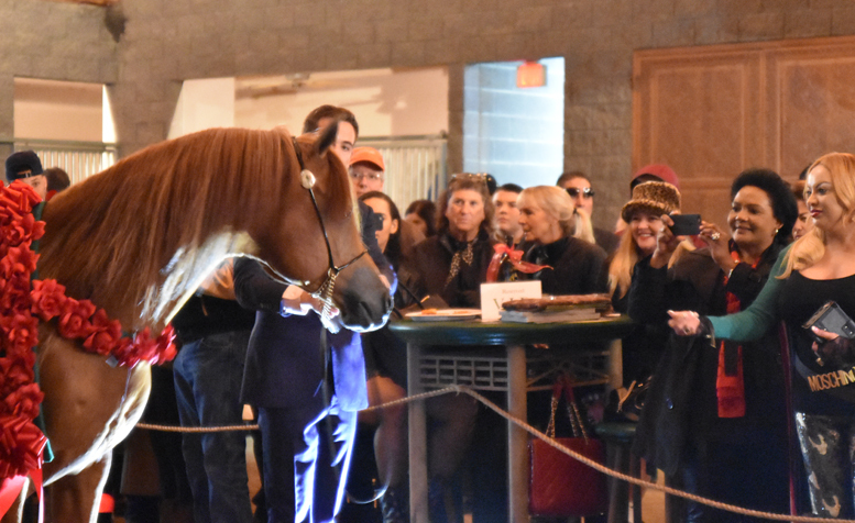 2017 Arabhorse Farm Tour Photos