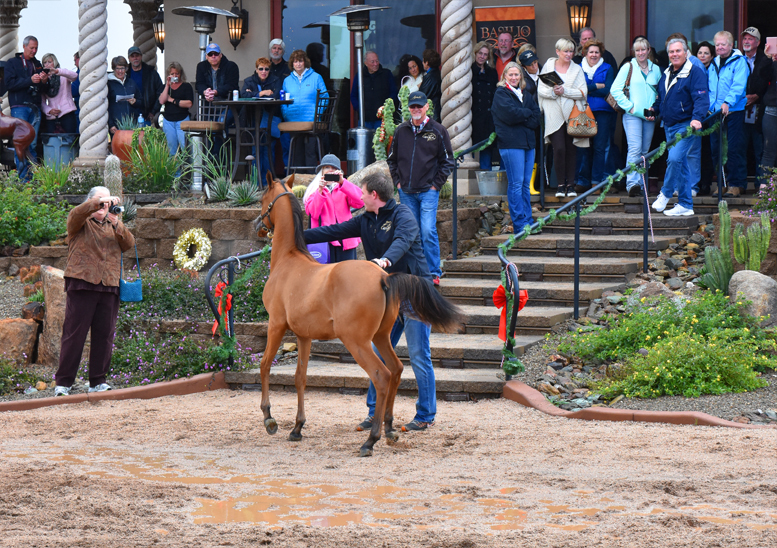 2017 Arabhorse Farm Tour Photos