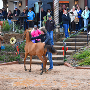 2017 Arabhorse Farm Tour Photos