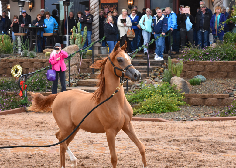 2017 Arabhorse Farm Tour Photos