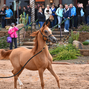 2017 Arabhorse Farm Tour Photos