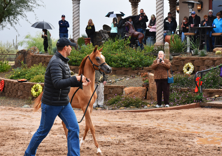 2017 Arabhorse Farm Tour Photos