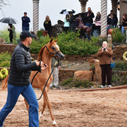 2017 Arabhorse Farm Tour Photos