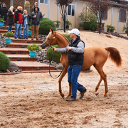 2017 Arabhorse Farm Tour Photos