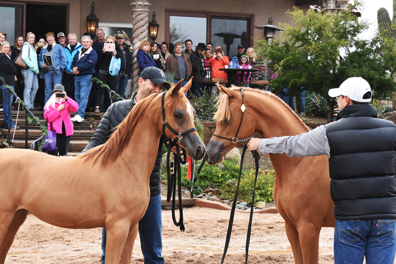 2017 Arabhorse Farm Tour Photos