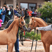 2017 Arabhorse Farm Tour Photos