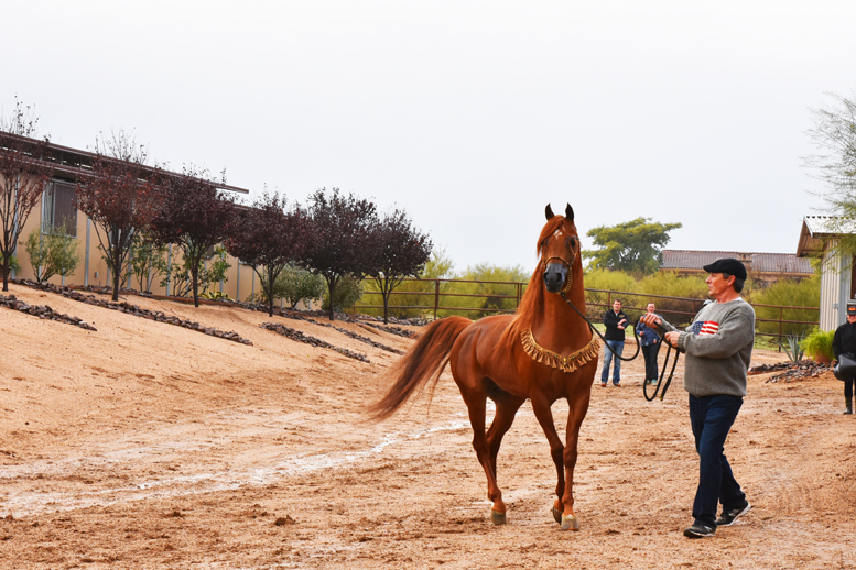 2017 Arabhorse Farm Tour Photos