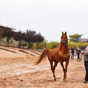 2017 Arabhorse Farm Tour Photos