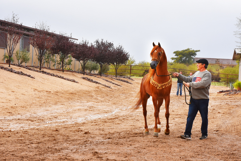 2017 Arabhorse Farm Tour Photos